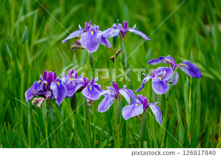 公園裡的初夏景色 公園裡的初夏景色 126817840
