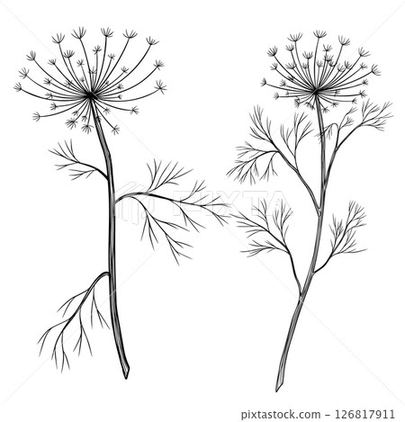 Vector illustration of a Dill sprig in outline style. Hand drawn linear engraving of Fennel painted by black inks for cooking book, recipe, or menu design. Etching for culinary decorations. 126817911