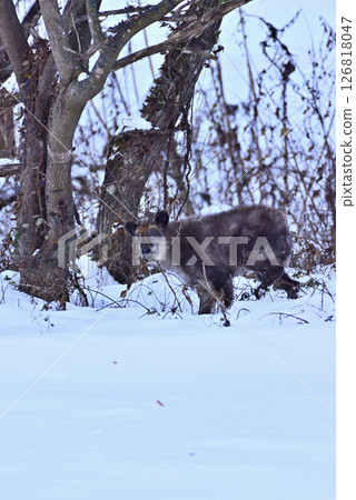 一隻日本鬣羚在雪地裡吃著植物 126818047