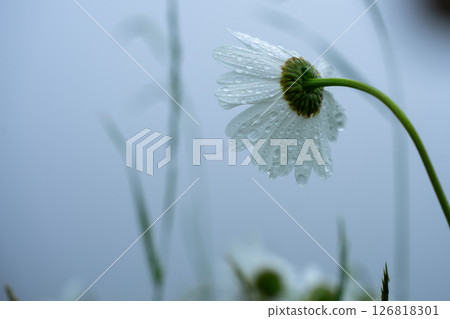 White flower in the rain White flower in the rain 126818301