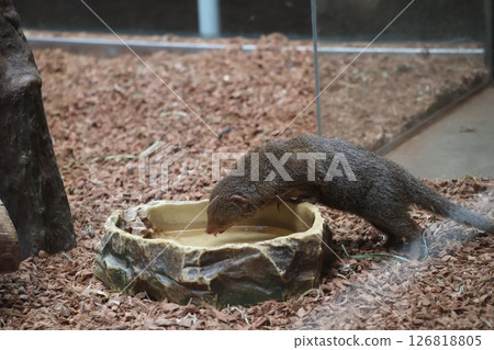 A zoo with a pygmy mongoose trying to drink water A zoo with a pygmy mongoose trying to drink water 126818805