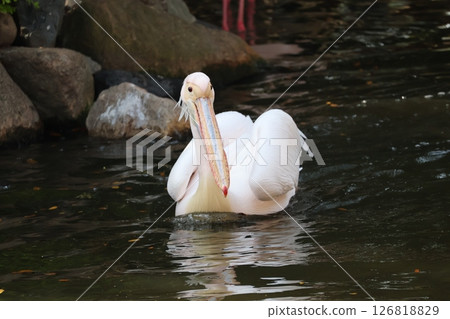 Scenery of a great white pelican swimming gracefully in the pond at the zoo Scenery of a great white pelican swimming gracefully in the pond at the zoo 126818829
