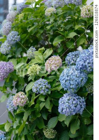 雨季綻放的繡球花 126818874