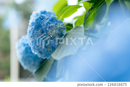 雨季綻放的繡球花 126818875