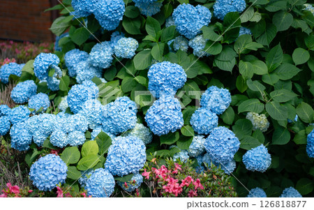 雨季綻放的繡球花 126818877