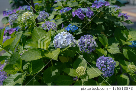 雨季綻放的繡球花 126818878