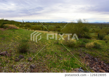 Sonora Desert Arizona Picacho Peak State Park 126819095