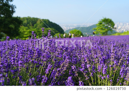 Lavender fields in Sapporo 126819730