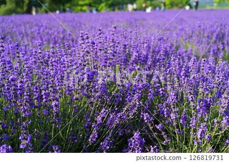 Lavender fields in Sapporo Lavender fields in Sapporo 126819731