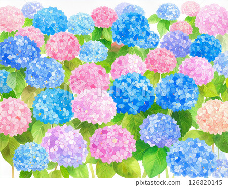 Lots of hydrangeas in watercolor style 126820145