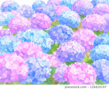 Lots of hydrangeas in watercolor style 126820147