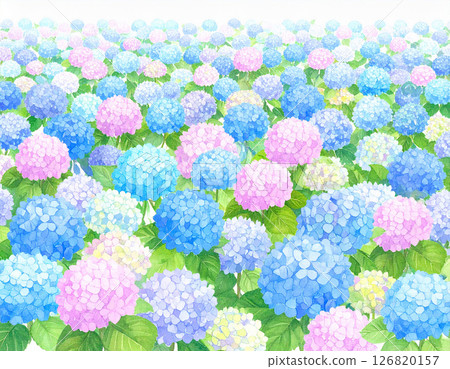 大量水彩風格的繡球花 126820157