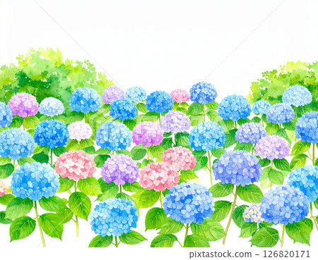 大量水彩風格的繡球花 大量水彩風格的繡球花 126820171
