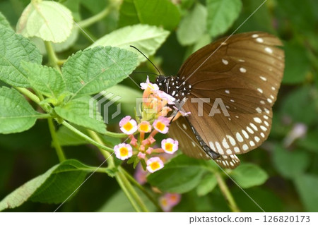 butterfly hanging and feeding nectar from flower in garden butterfly hanging and feeding nectar from flower in garden 126820173