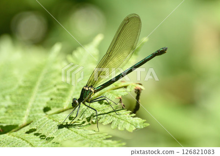 Female Japanese dragonfly resting on a leaf 126821083