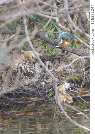翠鳥在水邊尋找獵物 翠鳥在水邊尋找獵物 126821244