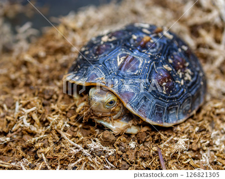 閉殼龜的特寫 126821305