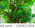 Lush banyan tree 126821364