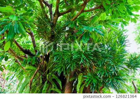 Lush banyan tree 126821364