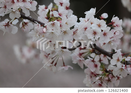 Cherry blossoms ⑤ 126821400