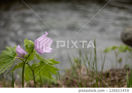 六花之森 白根葵 9 126821459