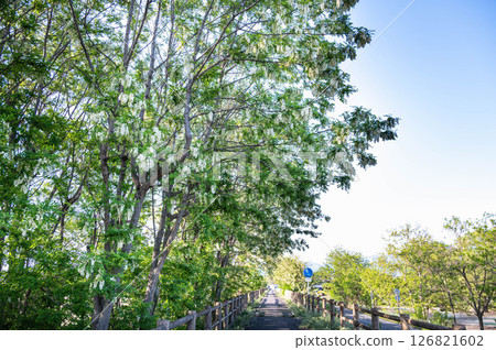 Robinia pseudoacacia trees along the promenade Robinia pseudoacacia trees along the promenade 126821602