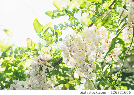 falseacacia白花 126821606