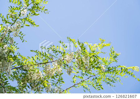 初夏藍天與刺槐花 初夏藍天與刺槐花 126821607