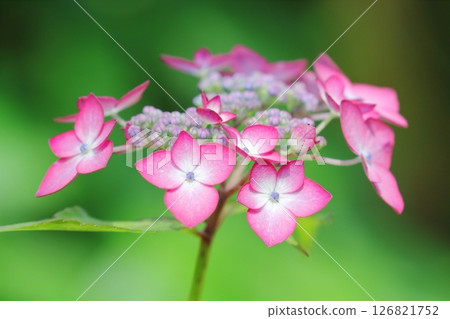 Hydrangea (Asian Beauty Clara) Hydrangea (Asian Beauty Clara) 126821752