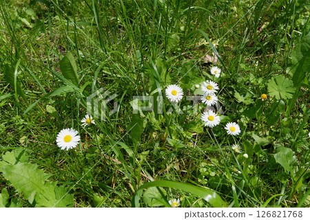 A cluster of daisies growing in a field of green grass. A cluster of daisies growing in a field of green grass. 126821768