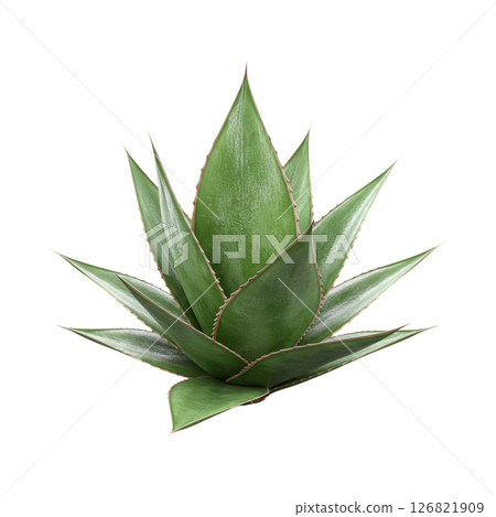 Agave Plant with Spiky Green Leaves for Desert and Succulent Gardens Agave Plant with Spiky Green Leaves for Desert and Succulent Gardens 126821909