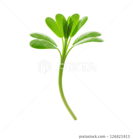 Vibrant Green Alfalfa Sprout Young Plant Growing with Lush Leaves and Stem 126821913