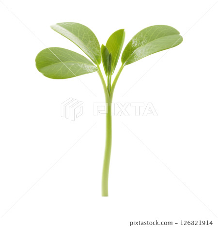 Fresh Green Alfalfa Sprout Growing 126821914