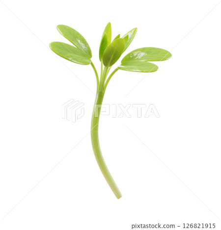 Fresh Green Alfalfa Sprout 126821915