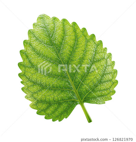 Bright Green Lemon Balm Leaf with Textured Surface and Serrated Edges 126821970