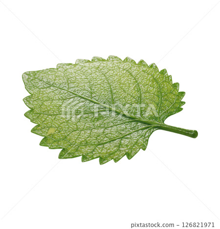 Vibrant Green Lemon Balm Leaf with Serrated Edges and Visible Veins 126821971