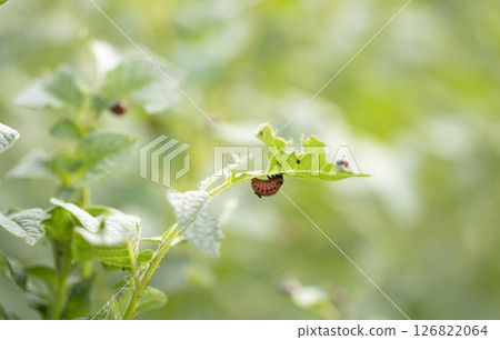 Colarada beetles eat growing potatoes. 126822064