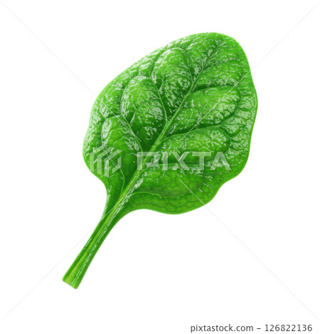 Fresh Green Spinach Leaf 126822136
