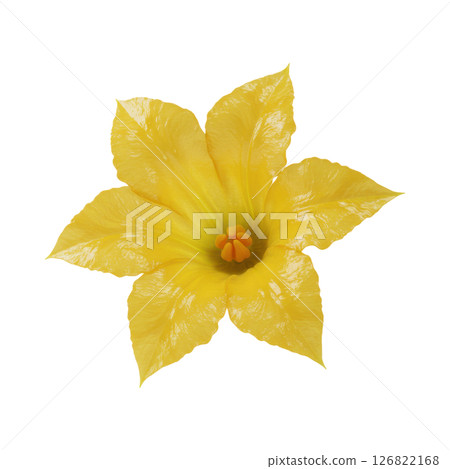 Vibrant Yellow Squash Blossom Flower 126822168