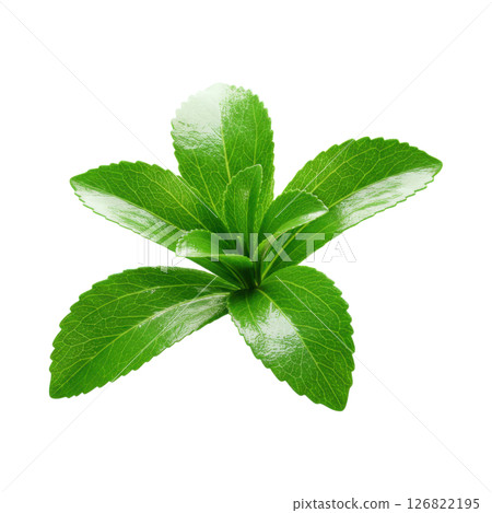Fresh Green Stevia Plant Leaves for Natural Sweetener and Healthy Lifestyle Fresh Green Stevia Plant Leaves for Natural Sweetener and Healthy Lifestyle 126822195