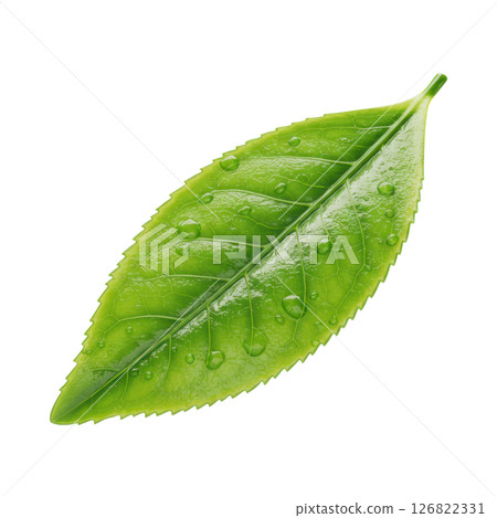 Lush Green Tea Leaf with Refreshing Water Droplets, Perfect for Health and Wellness 126822331