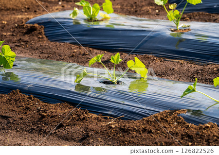 Home gardens and fields Home gardens and fields Home gardens and fields Home gardens and fields 126822526
