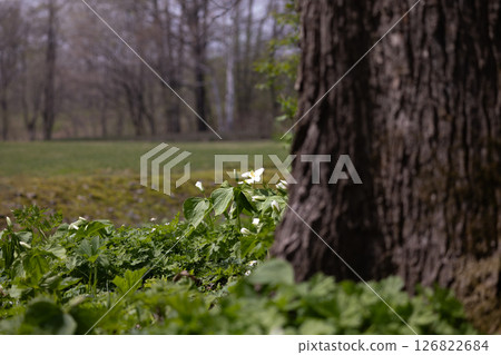 Rokka no Mori: Trillium nigricans 3 Rokka no Mori: Trillium nigricans 3 126822684