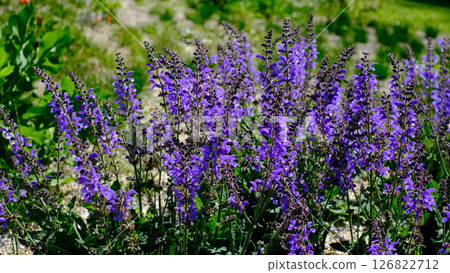 Close-up of vibrant purple wildflowers blooming in a sunlit garden 126822712