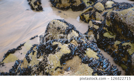Close-up of coastal rocks covered with clusters of mussels and barnacles at low tide 126822715