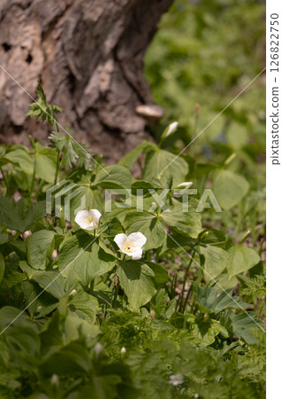 六花之森:延齡草 5 六花之森:延齡草 5 126822750