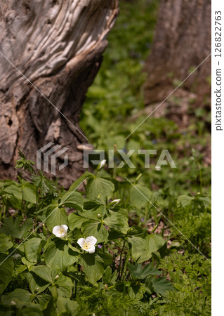 Rokka no Mori: Trillium 6 126822763