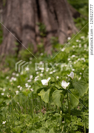 六花之森:延齡草 8 六花之森:延齡草 8 126822777