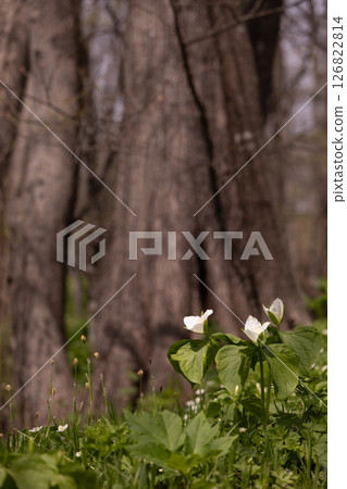 Rokka no Mori: Trillium nigricans 9 Rokka no Mori: Trillium nigricans 9 126822814