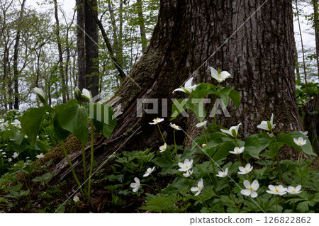 Rokka no Mori: Trillium nigricans 9 Rokka no Mori: Trillium nigricans 9 126822862